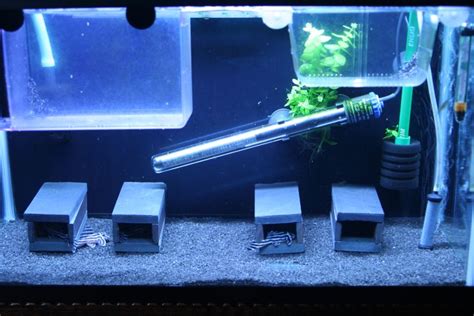 Pleco Caves From Zcliff Of Pf