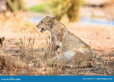 Large Lion Rests In The Shadow With The Pride Stock Image Image Of