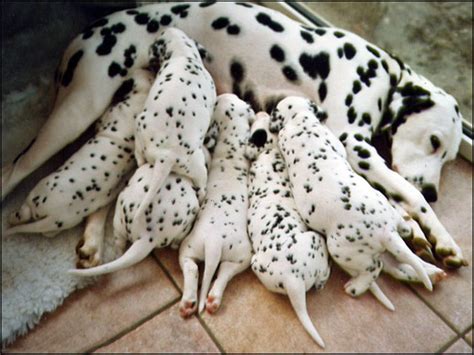 cute dalmatian puppies pictures blog  cute puppies pictures