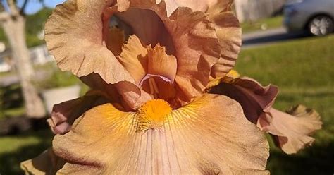 Spring Iris Imgur