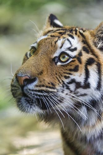 Looking Upwards Luva The Young Adult Tigress Looking Upw Flickr