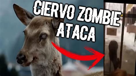 Video De Un Ciervo Zombie Real Intenta Atacar A Personas Youtube