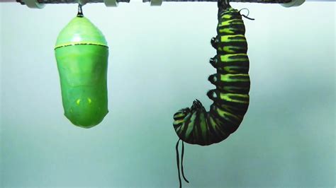 When A Caterpillar Transforms Into A Butterfly