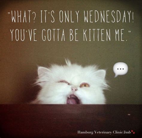 Wednesday Funny Animal Humor What Its Only Wednesday Youve Got