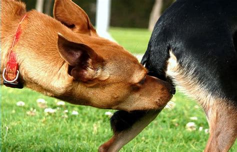 Why Do Dogs Smell Your Bum