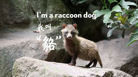 Raccoon Dogs Neither Raccoon Nor Dog But Plentiful In Shanghai Shine