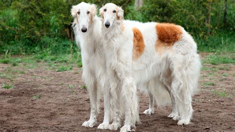 Borzoi Borzoi Borzoi Dog Long Haired Cats