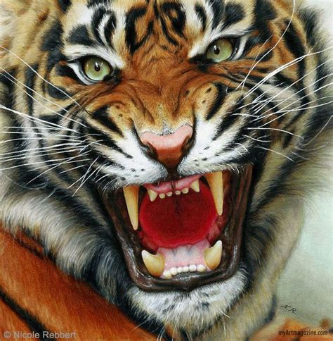 Realistic Drawing Tiger By Nicole Rebbert Art
