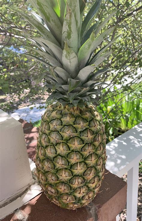 It takes your body a while to metabolize what you eat, and that can of pineapple juice isn't going to negate that roasted garlic and anchovies pizza you had yesterday. How to Make Fresh Pineapple Juice - The Best of Life® Magazine