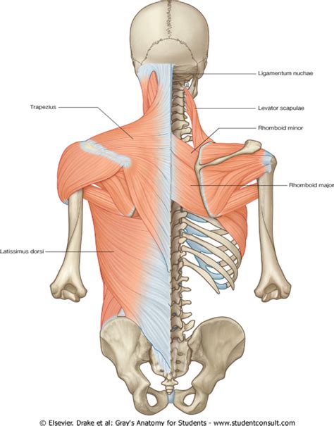 Uncategorized Medical Quick Review Of Basics Anatomy Notes Anatomy