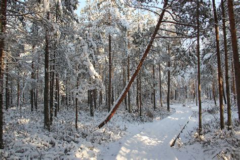 Free Photo Snow Field Forest Branches Outdoors Winter Landscape