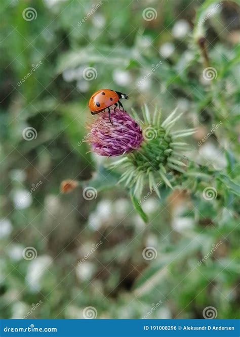 Ladybug Is About To Fly Out Of The Thorny Pink Flower Stock Photo