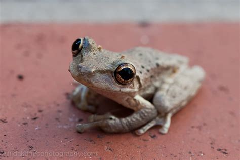 Whatcha Lookin At Random Frog In Our Yard Filda Konec Flickr