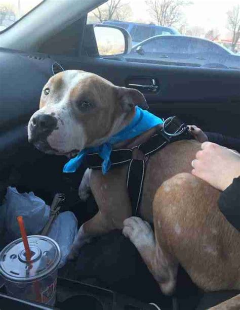 Photo Shows Pit Bull Hugging New Mom After Leaving Shelter The Dodo