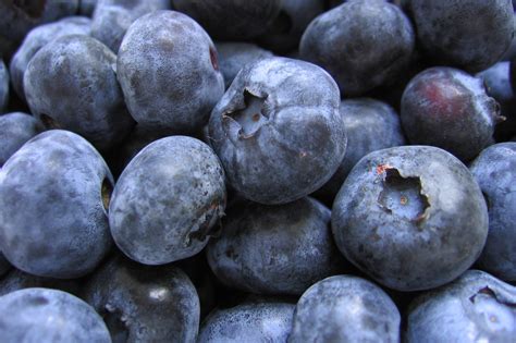Filebunch Of Blueberries