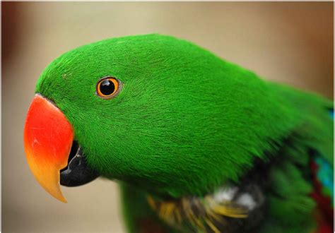 We Love Our Bangladesh Alexandrine Parakeet Or Green Parrot Tiyatuta