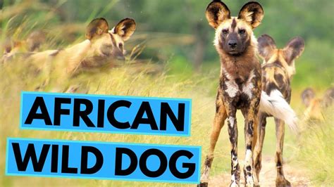 African Wild Dog Top 20 Interesting Facts Youtube