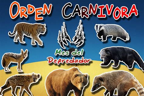 A Ordem Carnívora Inclui Espécies Tais Como Cães E Ursos