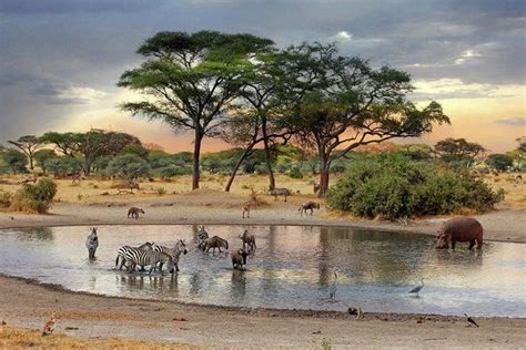 African Safari Wildlife At The Waterhole Art Print By Gill Billington
