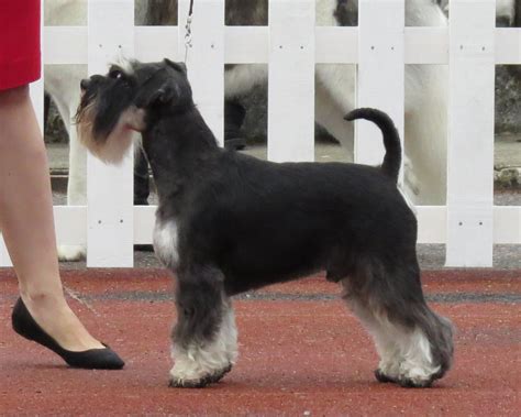 The purpose of this page is to share the fci, amsc and akc miniature schnauzer coat colors for a miniature schnauzer. File:Miniature Schnauzer black and silver 1.JPG
