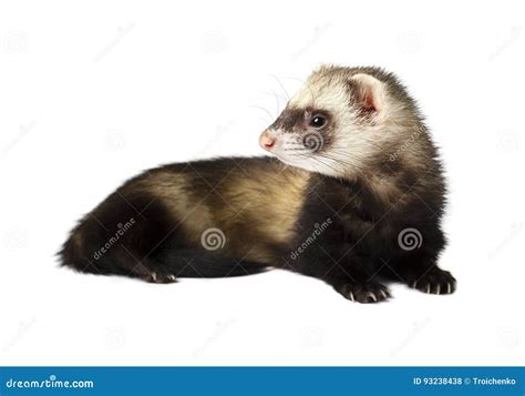 Grey Ferret In Full Growth Lies Isolated On White Background Ferret
