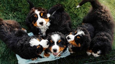 33 Uk Bernese Mountain Dog Breeders Picture Bleumoonproductions