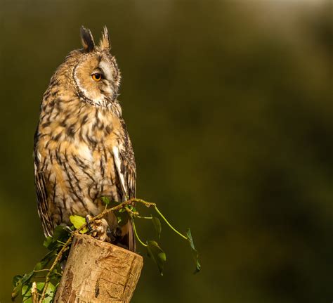 Long Eared Owlc Talk Photography