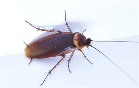 The Trick To Getting Rid Of Cockroaches In Your Honolulu Home Pest Tech Hawaii