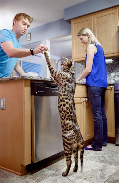 Gigantic Feline With Ridiculously Long Legs Is The Tallest Pet Cat In