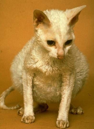 Check spelling or type a new query. Animal Clinic at Thorndale, p.c.Feline Infectious ...