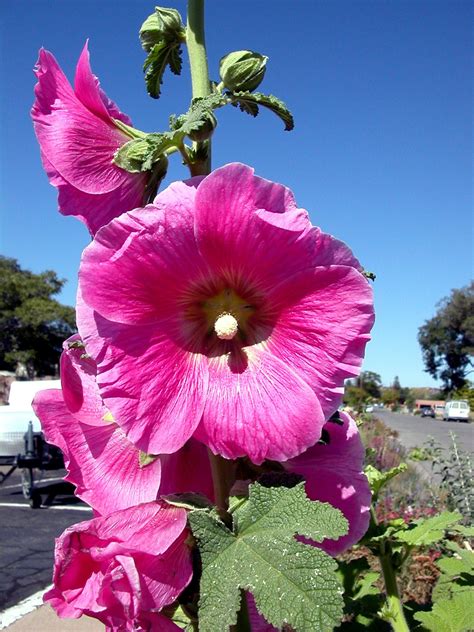Barton's flowers proudly serves santa fe and the surrounding areas. These gorgeous hollyhocks bloom all summer in Santa Fe!