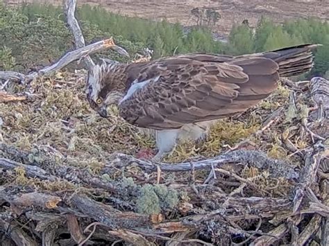 Famous Osprey Dorcha Lays First Egg Of The Season Guernsey Press