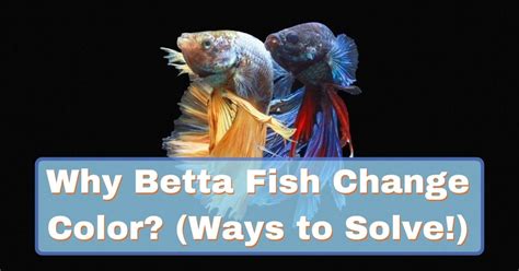 Why Betta Fish Change Color How To Solve