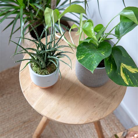 Devils Ivy Easy To Care For Indoor Houseplants Online