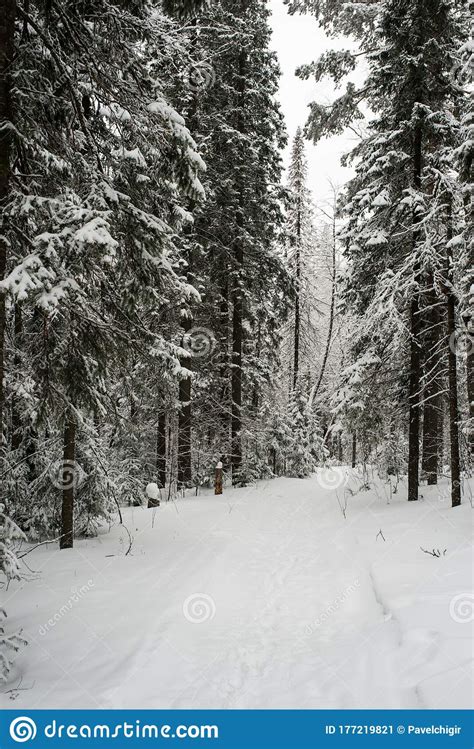 Snow Covered Coniferous White Forest After A Night Of Snowfall And