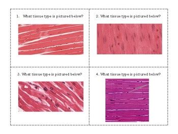 Muscle And Nervous Tissue Task Cards By Carrie S Chemistry And Anatomy