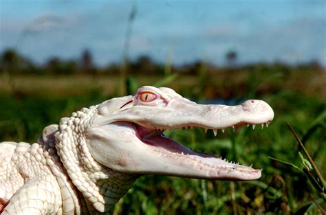 Albino American Alligator Albi Ferme Aux Crocodiles