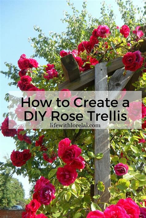 How To Create A Diy Rose Trellis Life With Lorelai Climbing Roses