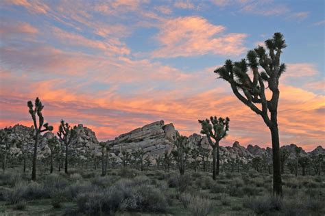 Best Time To Visit Joshua Tree National Park A Guide