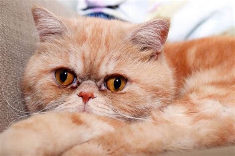 Top 10 Cutest Cat Breeds In The World CatVills