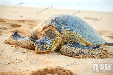 Green Sea Turtle Chelonia Mydas Laniakea Beach Oahu Hawaii Usa