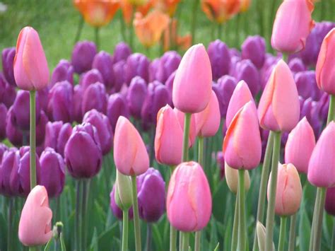 Tulip The Third Woderful And Most Popular Flower Both In Asia And