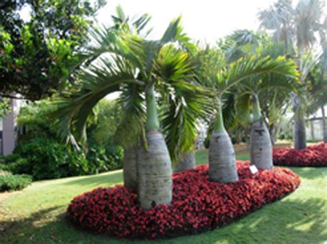 Broward Palms Landscape