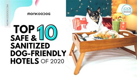 Top 10 Dog Friendly Hotels In The Usa Monkoodog