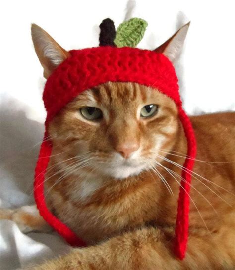 Crochet Apple Cat Hat Hats For Cats Teachers Pet Hat Pet Etsy