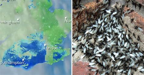 Flying Ant Day Was So Massive The Swarm Could Be Seen From Space Metro News