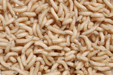 9 Intriguing Questions About Maggots Pest Control