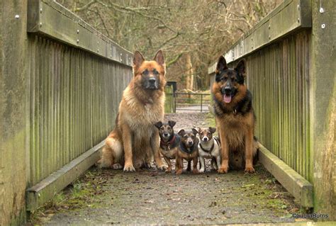 Gsds And Their Little Friends German Shepherd Dogs Shepherd Dog Breeds