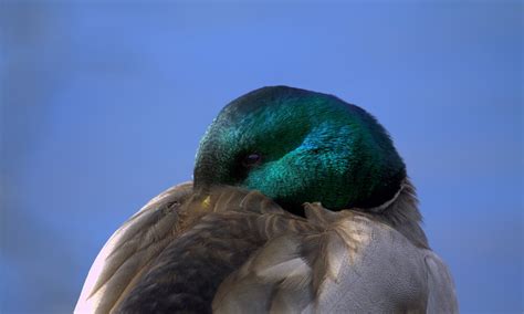 Mallard Duck Trend And Fasions Blog