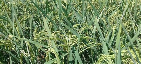 Chinas Super Hybrid Rice Output Sets New World Record News Nation